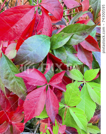 Background, texture of autumn bright colorful leaves of Parthenocissus Background, texture of autumn bright colorful leaves of Parthenocissus 74300595