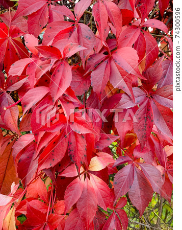 Background, texture of autumn bright colorful leaves of Parthenocissus Background, texture of autumn bright colorful leaves of Parthenocissus 74300596