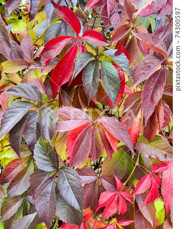 Background, texture of autumn bright colorful leaves of Parthenocissus 74300597