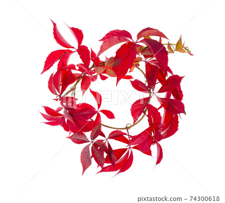 Branch with red autumn leaves Parthenocissus isolated on white background. Studio Photo 74300618