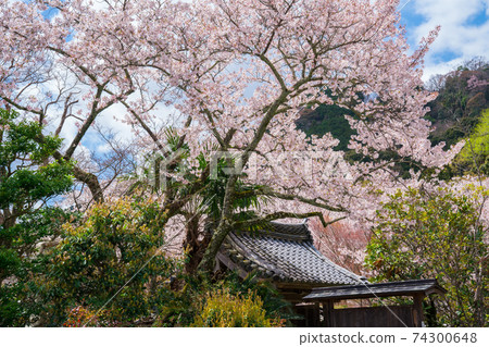 京都正治寺的櫻花 74300648