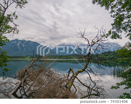 Fallen tree in lake in front of the mountains Fallen tree in lake in front of the mountains 74301406