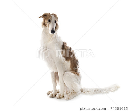 borzoi in studio borzoi in studio 74301615