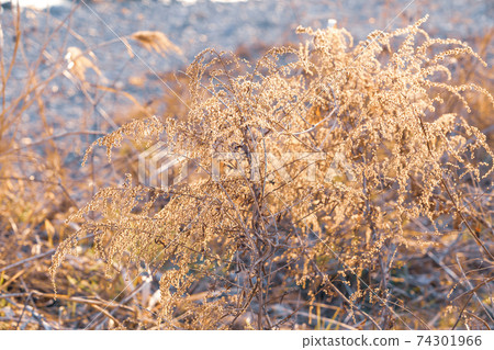 Winter dead grass 74301966
