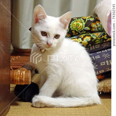Kitty catching a neck 74302545