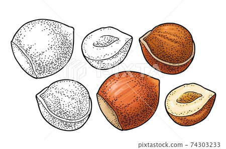 Cashew nut with fetus. Vector engraving black vintage illustration 74303233