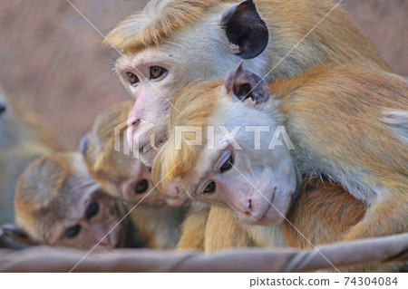 Tokumon kee Tokumon kee 74304084