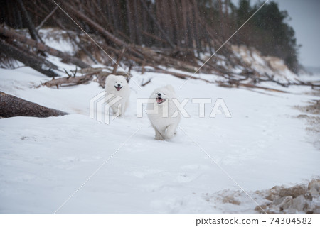 Two Samoyed white dogs are running on snow beach in Latvia 74304582