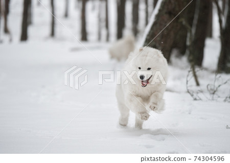 Samoyed white dog is running on snow outside 74304596