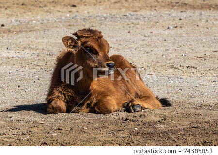 Young baby Heck cattle, Bos primigenius taurus or aurochs in the zoo 74305051