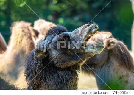 Bactrian camel, Camelus bactrianus in a german zoo Bactrian camel, Camelus bactrianus in a german zoo 74305054