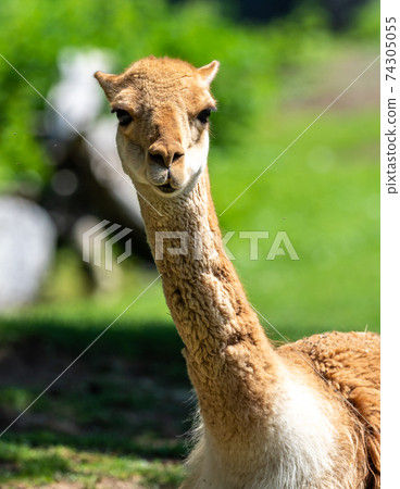 Vicunas, Vicugna Vicugna, relatives of the llama 74305055