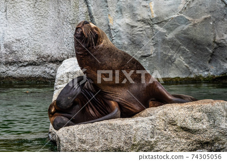 The South American sea lion, Otaria flavescens in the zoo 74305056