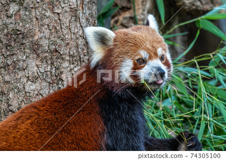 The red panda, Ailurus fulgens, also called the lesser panda. 74305100