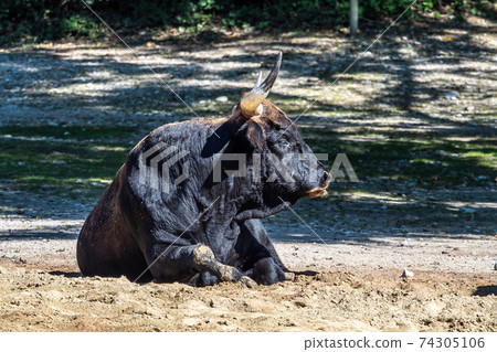Heck cattle, Bos primigenius taurus or aurochs in the zoo 74305106