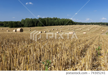 stacks of their wheat straw stacks of their wheat straw 74305241