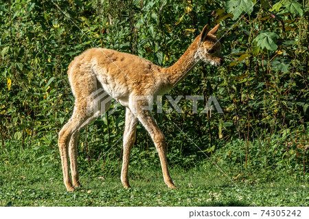 Vicunas, Vicugna Vicugna, relatives of the llama Vicunas, Vicugna Vicugna, relatives of the llama 74305242