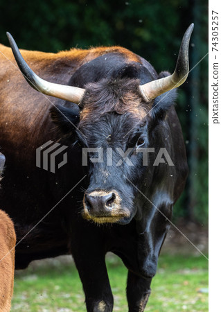 Heck cattle, Bos primigenius taurus or aurochs in the zoo 74305257