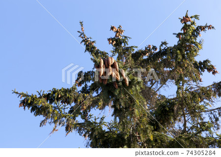 winter weather in the park or forest and pine firs winter weather in the park or forest and pine firs 74305284