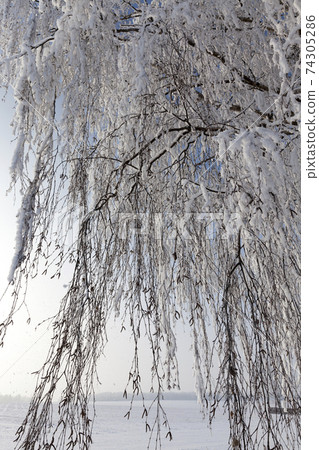 trees and winter cold weather after the snowfall trees and winter cold weather after the snowfall 74305286