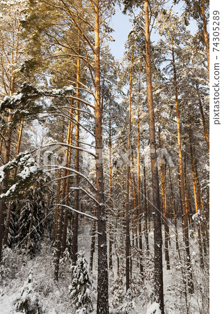 firs and pines in the winter season firs and pines in the winter season 74305289