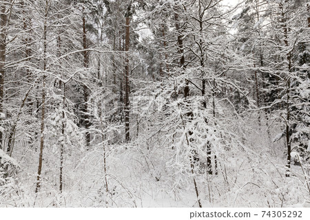 cold winter weather in the park or forest in frosts 74305292
