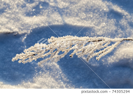 snow drifts and plants in winter snow drifts and plants in winter 74305294