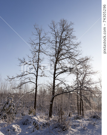 winter season with snow in the park or forest winter season with snow in the park or forest 74305296