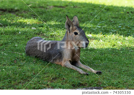 Patagonian Mara, Dolichotis patagonum are large relatives of guinea pigs 74305330