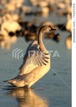 Swans spreading wings Swans spreading wings 74305358