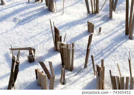 winter cold weather after the snowfall with plants winter cold weather after the snowfall with plants 74305452