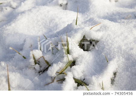 grass and snow in winter 74305456