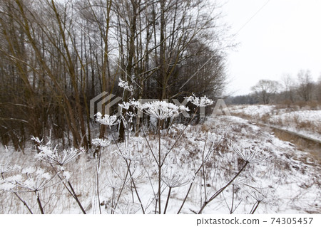 winter cold weather after the snowfall with plants 74305457