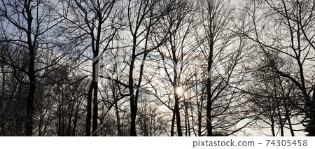 frosty winter after snowfall with bare deciduous trees frosty winter after snowfall with bare deciduous trees 74305458