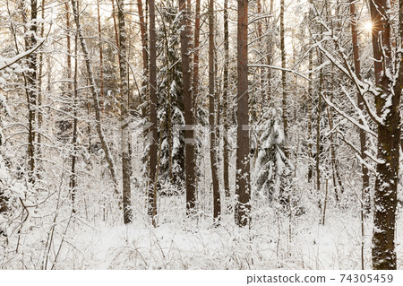 frosty winter after snowfall with bare deciduous trees frosty winter after snowfall with bare deciduous trees 74305459