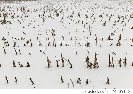 snow on an agricultural field 74305460