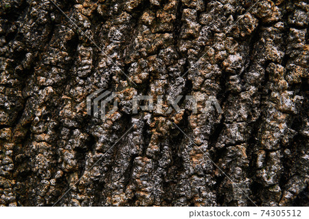 background, texture - bumpy bark of an old tree background, texture - bumpy bark of an old tree 74305512