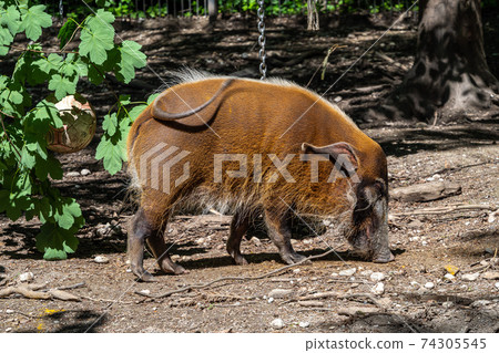 Red river hog, Potamochoerus porcus, also known as the bush pig. Red river hog, Potamochoerus porcus, also known as the bush pig. 74305545