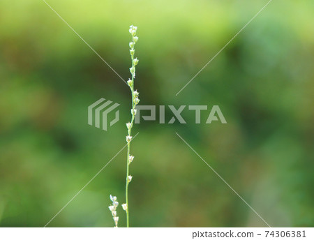 可愛的野草，螺旋結構類似於中國的螺旋藻 74306381