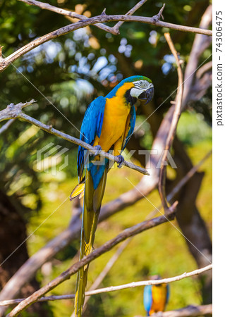 Parrot in Bali Island Indonesia 74306475