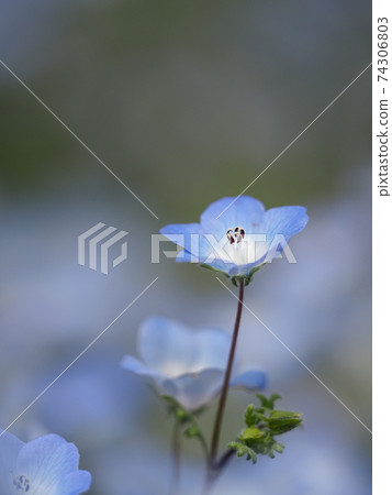 Nemophila花 Nemophila花 74306803