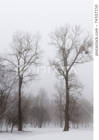 trees in winter in haze 74307150