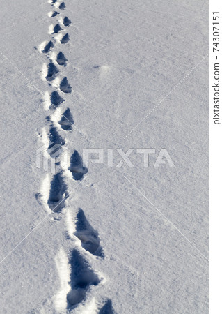 footprints and dents in the snow footprints and dents in the snow 74307151