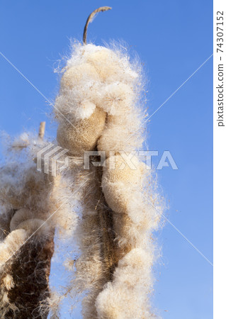 winter cold weather after the snowfall with plants winter cold weather after the snowfall with plants 74307152