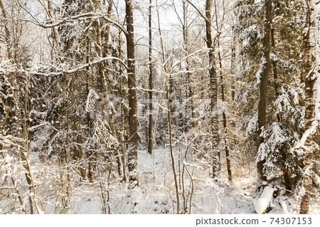 cold winter weather in the park or forest cold winter weather in the park or forest 74307153