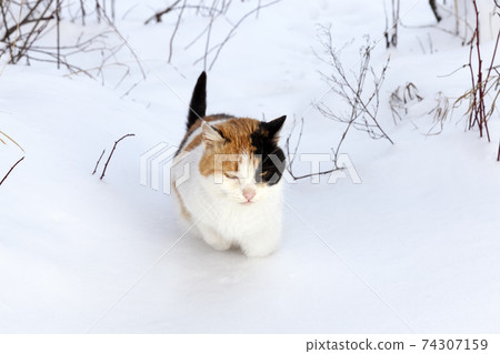 colored cat during a walk in a snow 74307159
