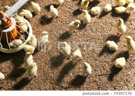 chicken hicks in a poultry farm chicken hicks in a poultry farm 74307176