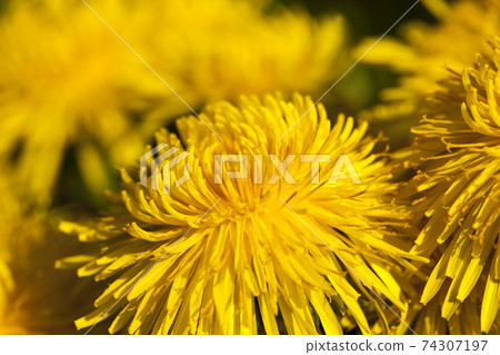 bright yellow blooming dandelions bright yellow blooming dandelions 74307197