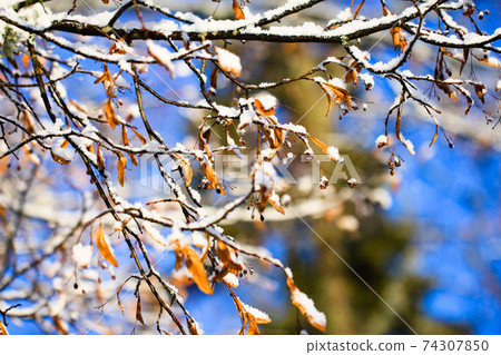 Linden, basswood, Tilia cordata branch with fruits on winter with snow Linden, basswood, Tilia cordata branch with fruits on winter with snow 74307850