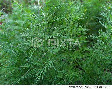 Fresh green dill backround, closeup, macro, selective focus Fresh green dill backround, closeup, macro, selective focus 74307880